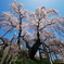 桜の滝　　福島三春の滝桜