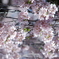 三春の滝桜(福島)