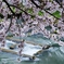 川と桜