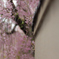桜猫覗き