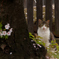 猫目線桜