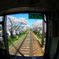 お花見列車から