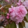妙本寺の八重桜