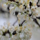 花のしずく　その２