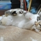 猫キック炸裂