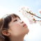 桜の香り