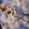 母校（大学）の桜-02