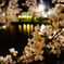 夜桜と
