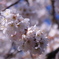 唐実桜