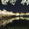 夜桜デビュー