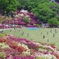 賑わう　つつじ祭り