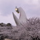桜のドレスを身にまとい‥