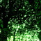 Shining Green