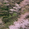 早春のヤマザクラ