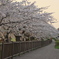 角館の桜