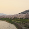 角館の桜