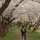角館の桜