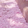 春の道