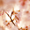 スター誕生 　　(神代曙桜)