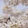 スズメのお花見