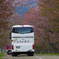 桜ツアー