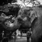 Elephant's sadness