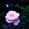 薔薇