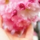 八重桜満開♪