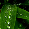 雨粒の行進