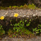 SDIM0456