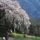秋葉の枝垂桜