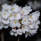 一厘の桜