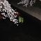 夜桜１