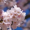 団地内　桜