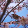 遊歩道公園　桜