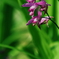 花1