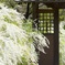 春の雪
