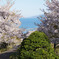 海を望む桜の花