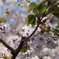 手宮公園の桜