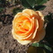 rose yellow