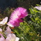 なんの花だろう？