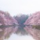 Sakura dots