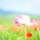 Vivid Colors