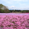 ピンクの裾野