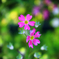 お花