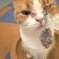 domesticated cat