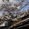 新庄村のがいせん桜