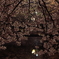 夜桜