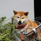 Dog Basket☆