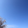 さくらにたこ